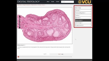 Introduction to Digital Histology