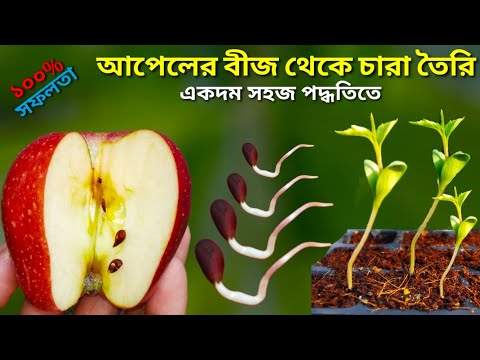 ভিডিও: কীভাবে আপনার পরিবার গাছ তৈরি করবেন