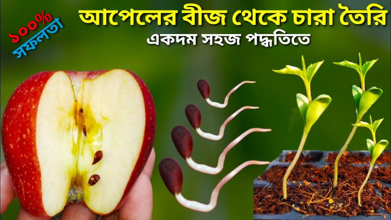 Apple Seeds Germination At Home Step by Step আপেলের বীজ থেকে চারা