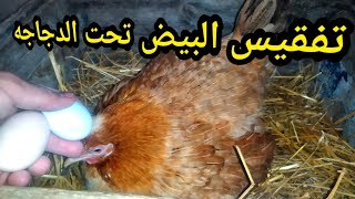 الطريقة الصحيحة لتفقيس البيض تحت الدجاجه  - ناجحة 100%