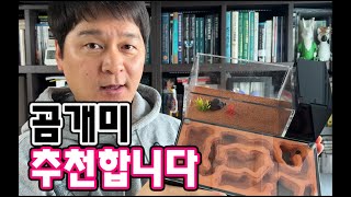 곰개미를 추천합니다 (초보사육자 강추) [네이버카페 AntsKorea]