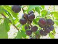 Слива диплоидная сорт среднепоздний Эльдорадо(plum Eldorado)