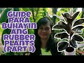 GUIDE PARA BUHAYIN ANG RUBBER PLANTS (PART I)