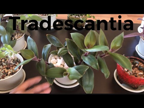 Video: Garden Tradescantia (31 Foto's): Meerjarige Soorten En Variëteiten, Planten En Verzorgen In Het Open Veld. Bonte Kruipende Tradescantia In Landschapsontwerp