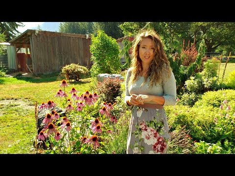 Video: Chamomile flowers - garden decoration and medicinal raw materials