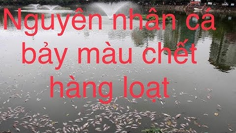 Guppy | Guppies | Nguyên nhân cá bảy màu chết hàng loạt | 0976224853