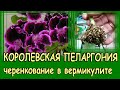 ПЕЛАРГОНИЯ КОРОЛЕВСКАЯ.Черенкование в ВЕРМИКУЛИТЕ. СУПЕР РЕЗУЛЬТАТ.