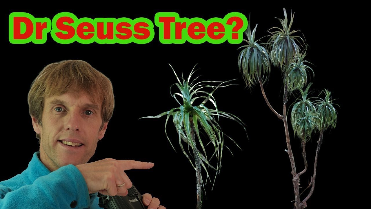 Гора Нейнеи | Растения Новой Зеландии