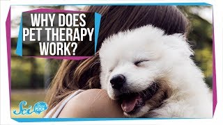 Why Does Pet Therapy Work? (It's Not Just Cute Dogs)