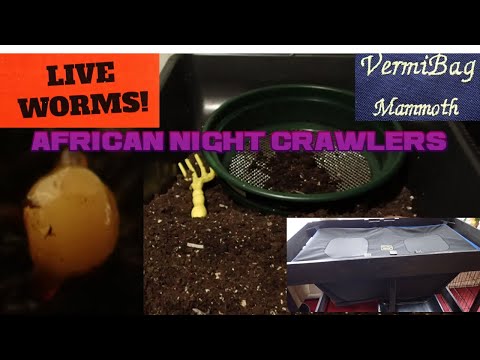 Composting Worms (Vermiculture) Red Wigglers and African Nightcrawlers 