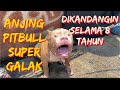 ADOPSI ANJING PITBULL SUPER GALAK YANG DIKANDANGIN SELAMA 8 TAHUN