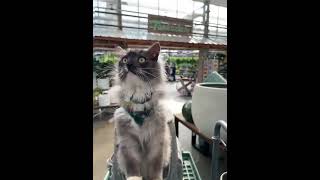 8 Crazy Days of Holiday Deals ❄️ from Travel Cat!