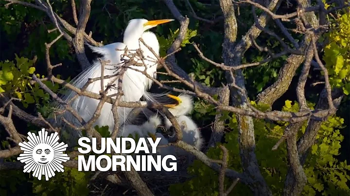 Nature: Egrets and chicks - DayDayNews