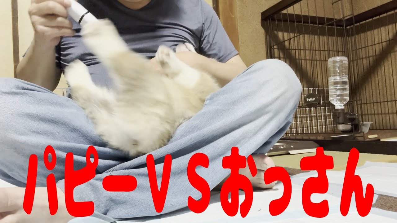 【大阪での生活】パピーＶＳおっさん