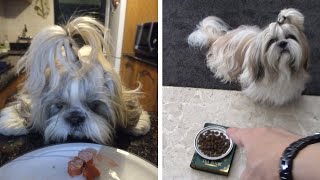 Переборчивость в еде / Психология поведения собаки
