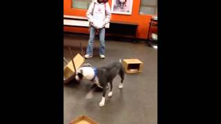 Meet Lily A Terrier Bull Currently Available For Adoption At Petango 582013 43420 Pm