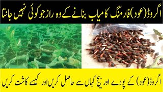 Agarwood business in Pakistan | Agarwood farming in Pakistan | How to Grow Agarwood | javed Kamyana