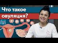 Что такое овуляция? / Как определить овуляцию?