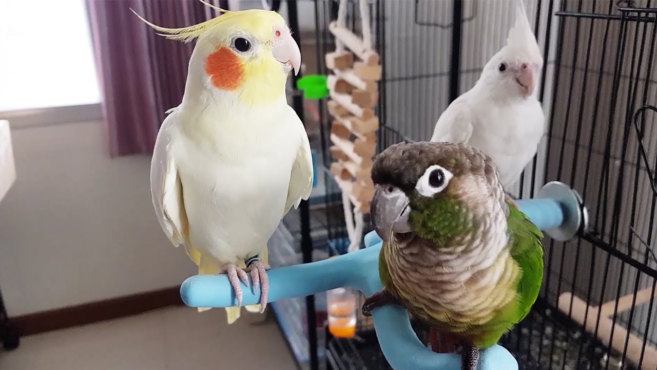 Cute Pet Birds Sing Together Like Music Band YouTube