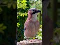 beautiful corvid - Eurasian jay visits our garden