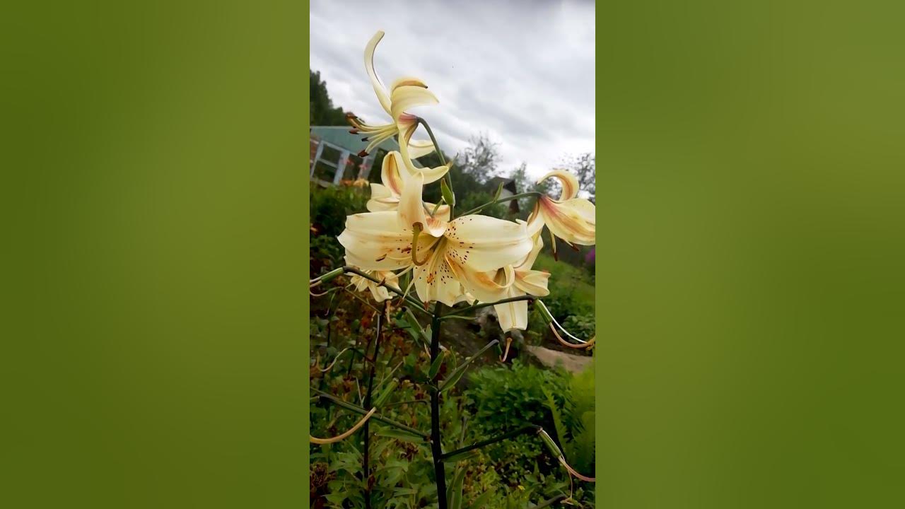 Лилия Ханимун. (Lilium Honeymoon)🥀🌷 - YouTube