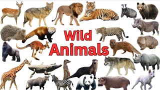 50 Wild Animal | wild animal name in english | animal name in english | animal vocabulary | english