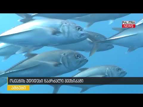 ოკეანის უდიდესი ნაკრძალი მექსიკაში