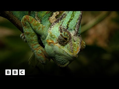 David Attenborough's perplexing