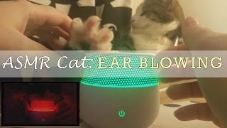 ASMR Cat: Harsh Ear Blowing with Oil Diffuser (Light/dark) | No Talking