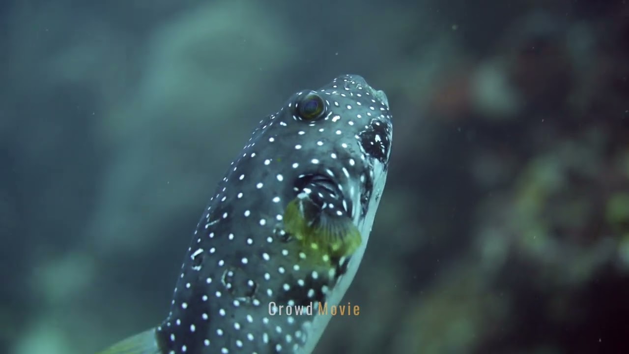 ‘4k underwater shooting _ "The Beautiful but Toxic White-spotted Pufferfish"