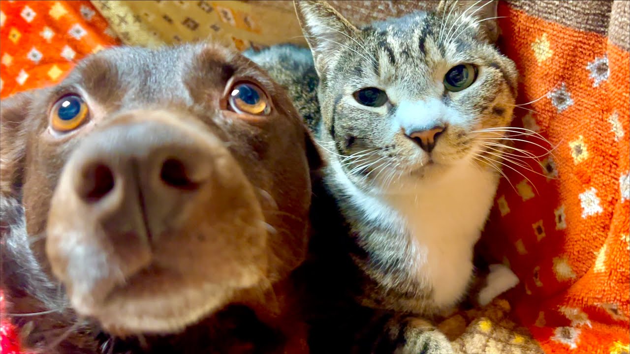 Дальнейшая судьба кошки, утратившей свою энергию