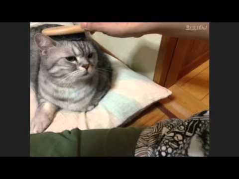 おれ ねこ アルさん編
