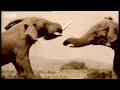 Elephant mating, fighting & pregnancy - BBC Animals