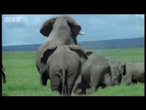 Elephant mating, fighting & pregnancy - Animals: The Inside Story - BBC -  YouTube