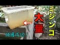 ミジンコ 1億5000万匹以上 捕獲成功