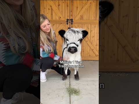 My Mini Cows Adorable Transformation!