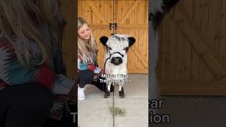 My Mini Cows Adorable Transformation!