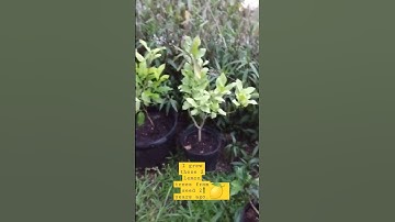 Lemon trees grown from seed. #lemon #seeds #plants #gardening #growyourfood #garden