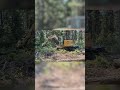 Customer Uses a TRK Rake: Timelapse