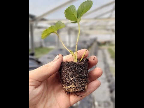 ნერგები მზად არის