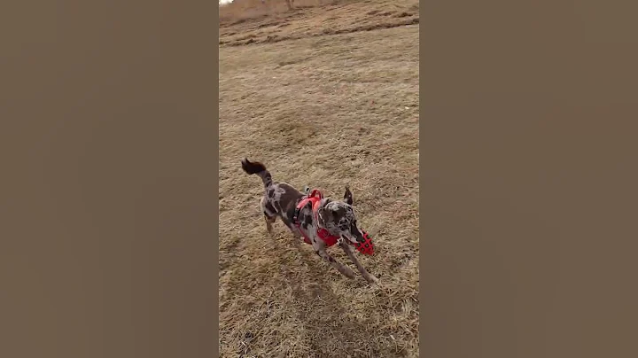Kagomae playing fetch