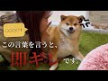 【ムキ顔】人間の言葉を理解してる!?コレを言ったら確実に怒る言葉【柴犬】