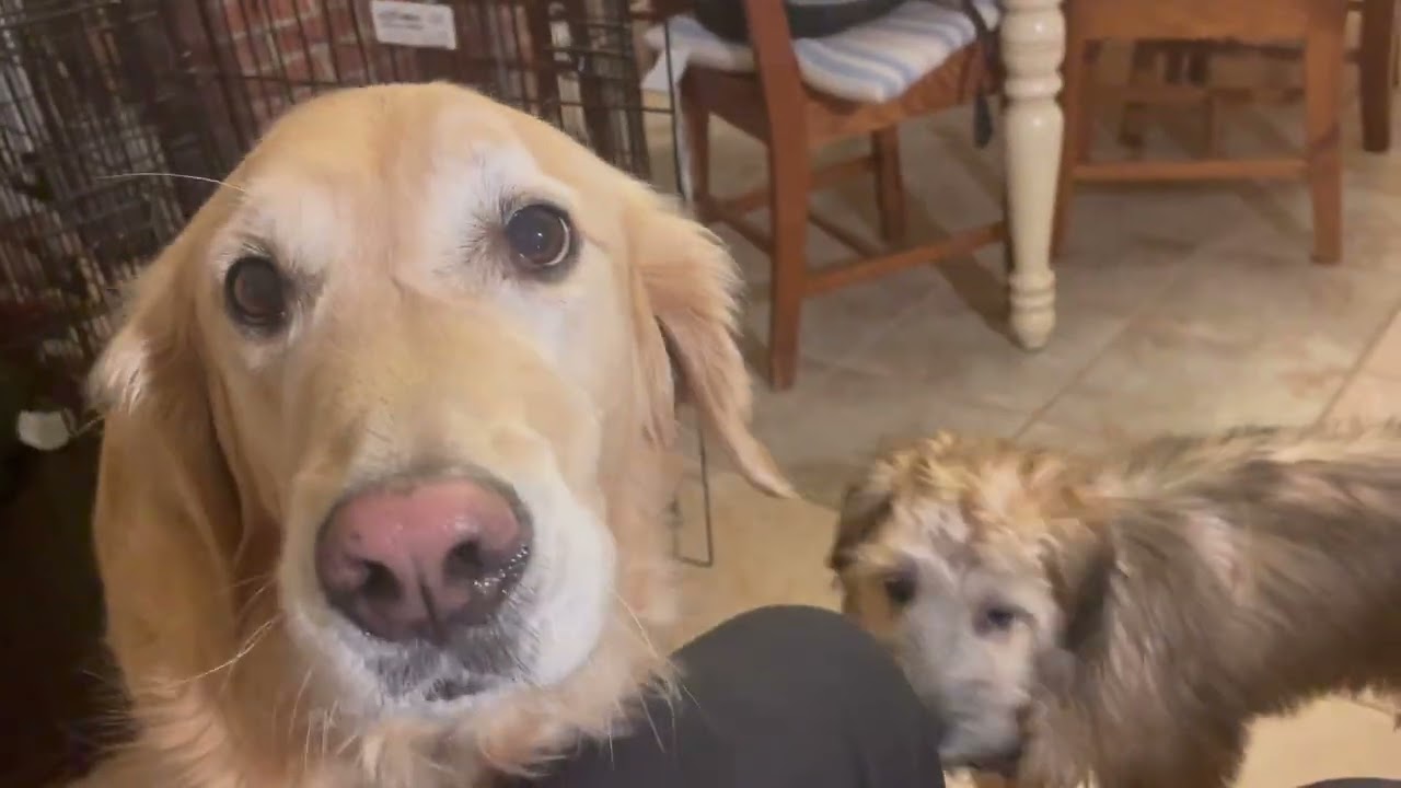 Dogs on vocation - Hana's dog camp