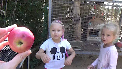 Алиса кормит ЕНОТА !!! Мини зоопарк для детей ! Alice feeds the RACCOON !!! Mini zoo for kids !