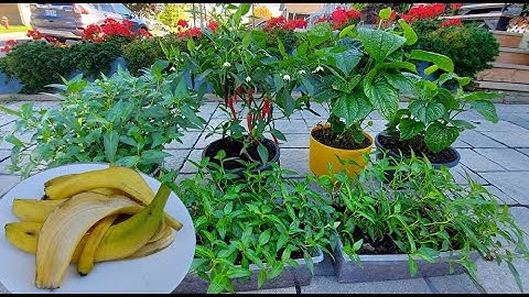 CÁCH LÀM DỊCH CHUỐI ĐƠN GIẢN, PHÂN BÓN CỰC TỐT CHO CÂY