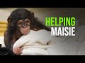 Share the Care of a Baby Chimpanzee