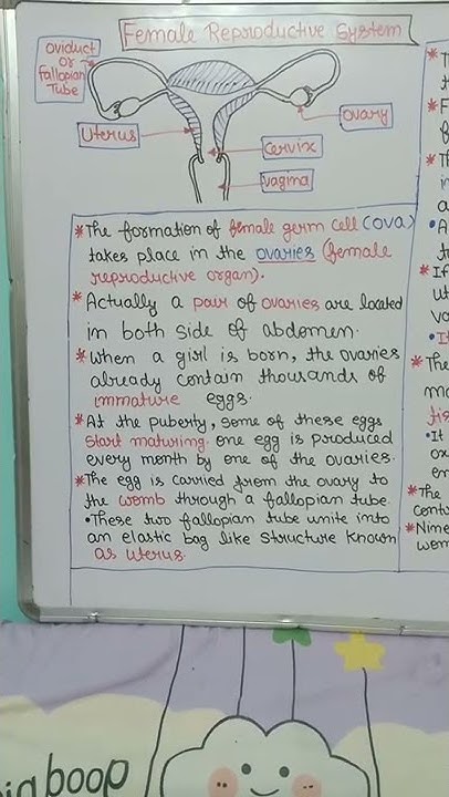 female-reproductive-system-class-10-short-notes-part-1-youtube