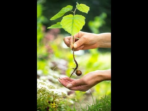 Video: Toxundan Necə Toxunur