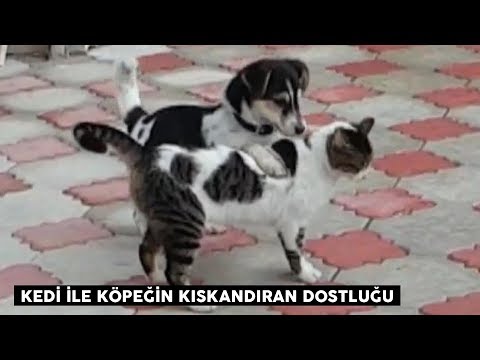 Video: Hayvan İstifçilerinden Kurtarılan Sheltland Çoban Köpekleri - Kurtarmaya Bırakılan Sığınaklar