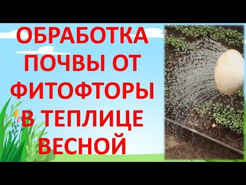 ОБРАБОТКА ПОЧВЫ В ТЕПЛИЦЕ ОТ ФИТОФТОРЫ ВЕСНОЙ. Как подготовить почву в теплице к посевному сезону.